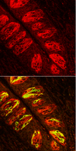 Le cellule chemiosensoriali solitarie evidenziate nell'epitelio intestinale