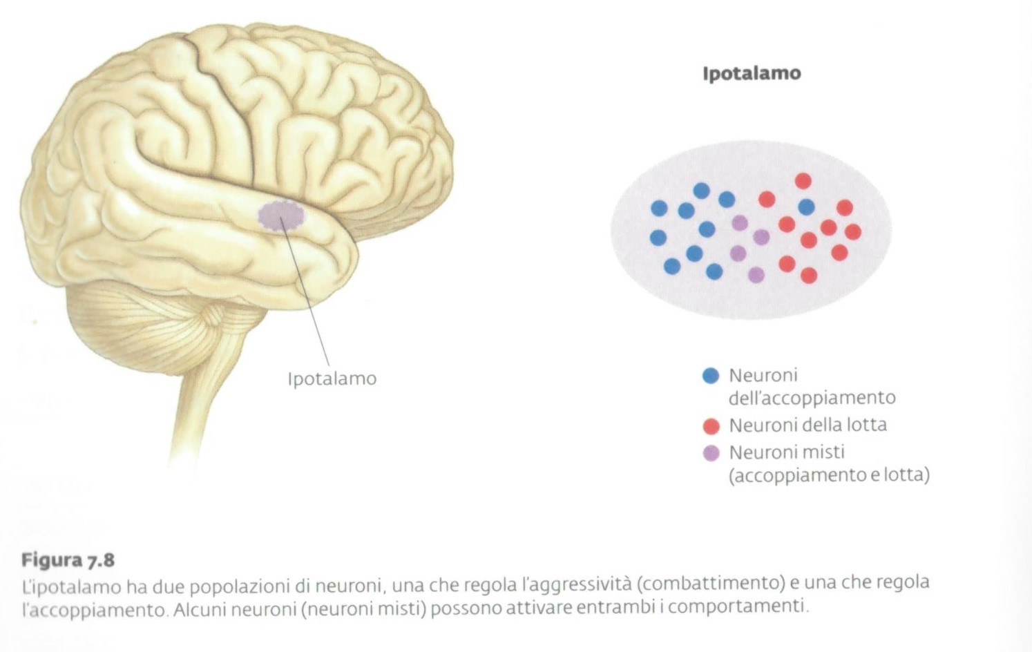 Immagine tratta da: E.R. Kandel, "Arte e neuroscienze" Raffaello Cortina Editore, Milano, 2017