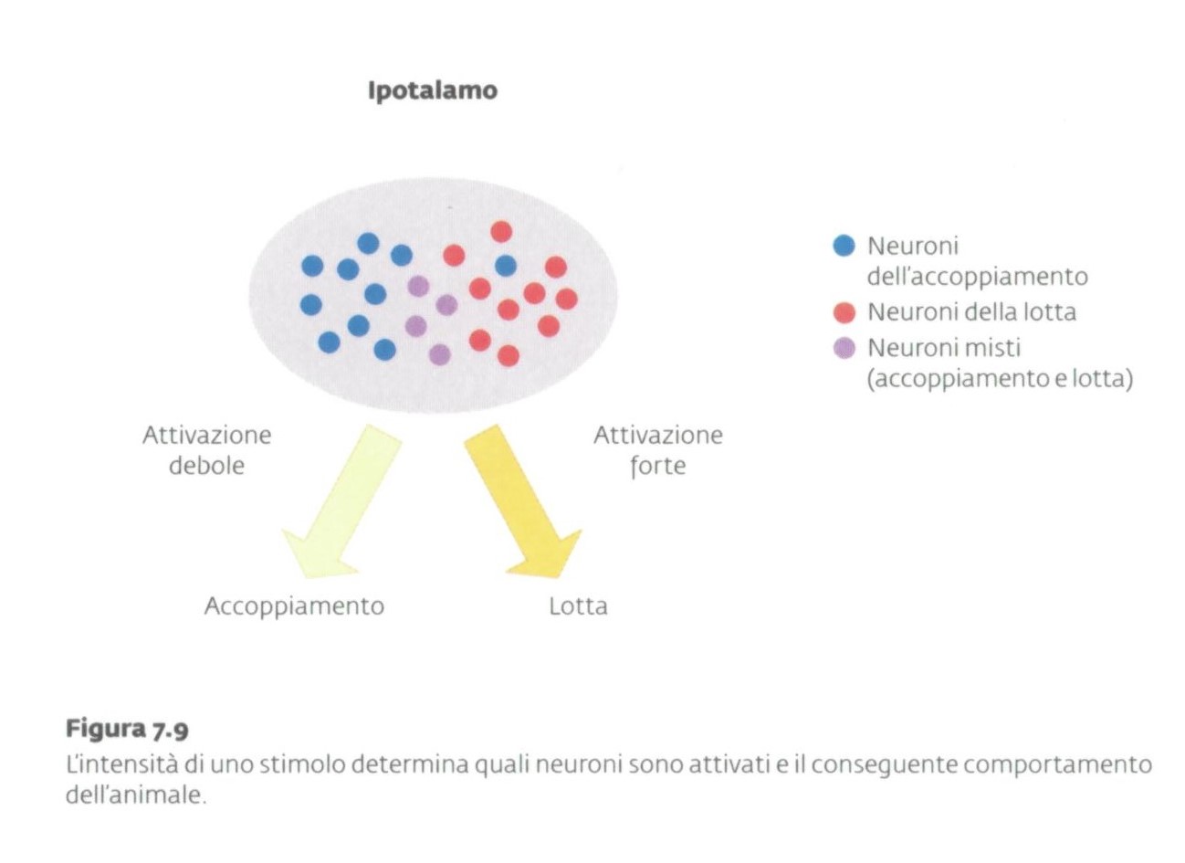 Immagine tratta da: E.R. Kandel, "Arte e neuroscienze" Raffaello Cortina Editore, Milano, 2017